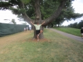 _Andy doing yoga tree w tree US Open