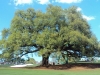 another-beautiful-oak-tree