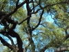 oak-tree-looking-up