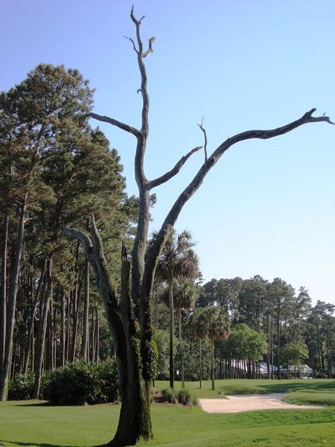 2008-5-46-640-players-tree-right-of-10-green