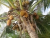 beach-bewarre-coconuts