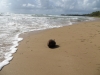 beach-coconut