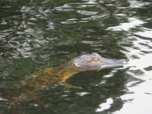 A baby alligator with a witch-like evil eye kept a close eye on me as I did him while looking for one of my errant 